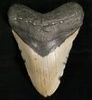 Megalodon Tooth - North Carolina #7468-1